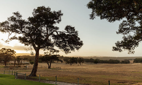 Wideland with trees and a fence at sunset